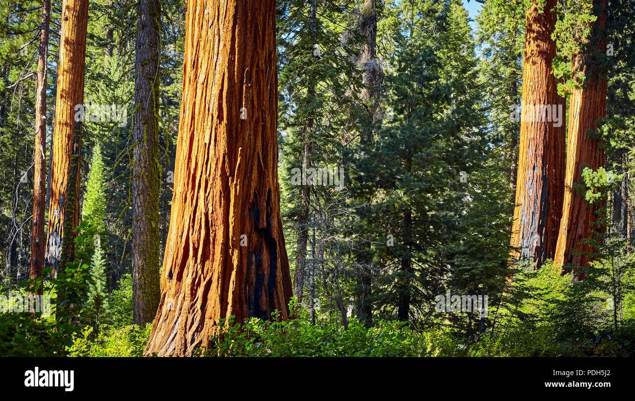 Le séquoia géant à Sequoia National Park, Californie, USA. Banque D'Images