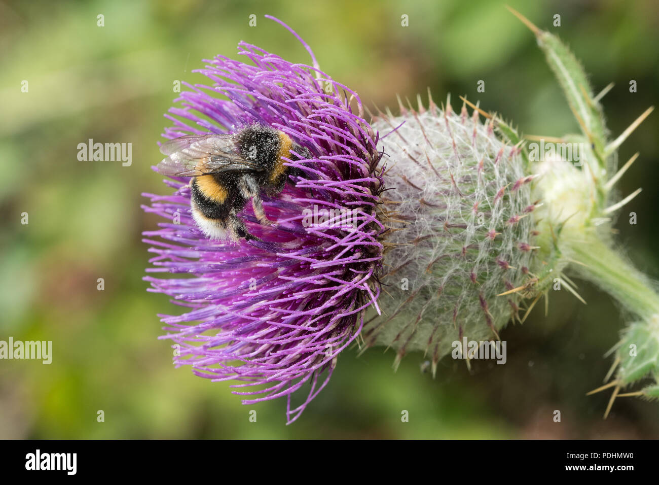 Bombus terrestris, le bourdon à queue courte, l'abeille ouvrière qui s'engouche sur un chardon violet Banque D'Images
