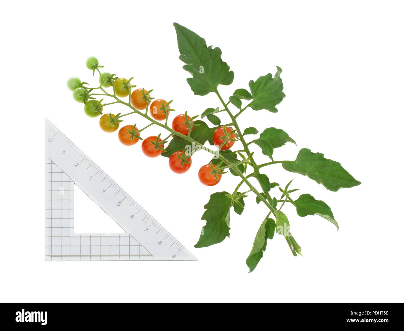 Grappe de tomates rouges minuscules sur vigne , Solanum pimpinellifolium. Isolé sur blanc. Avec centimtre échelle. Banque D'Images