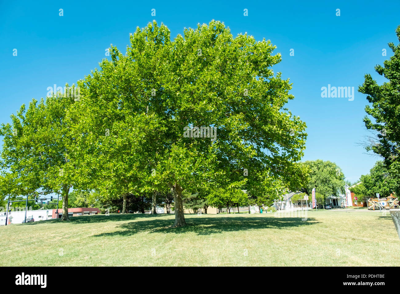 American Sycamore trees, Platanus occidentalis, au cours de l'été à Wichita, Kansas, États-Unis. Banque D'Images