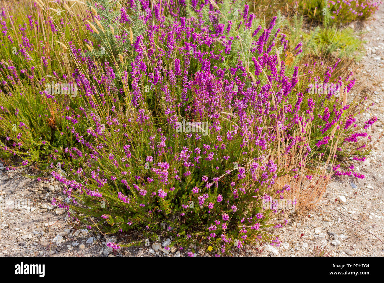 Erica cinerea, Heather Bell de plus en été, Dorset, UK Banque D'Images