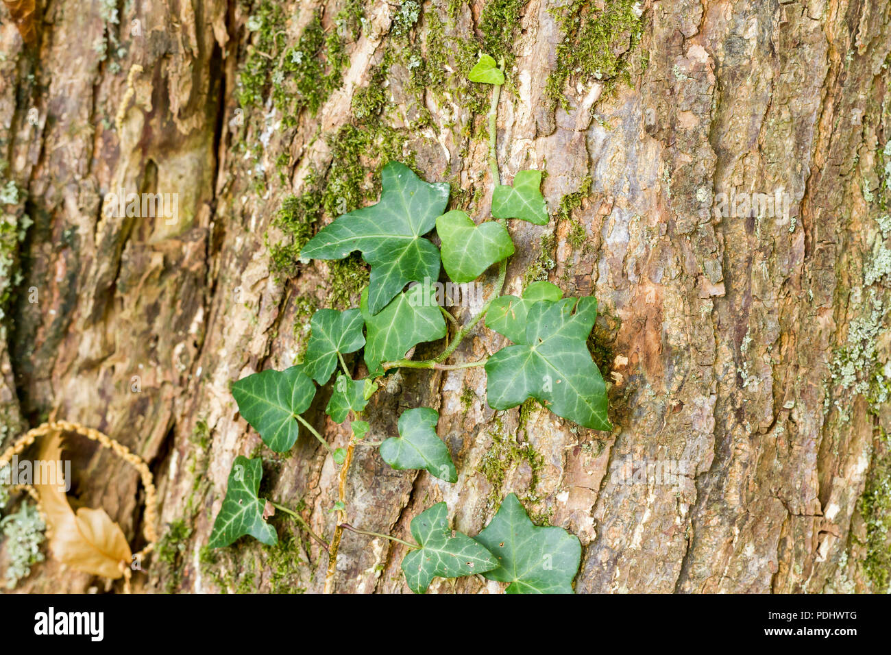 Hedera helix Lierre, Close up growing, escalade un tronc d'arbre dans les bois, Hampshire, Royaume-Uni Banque D'Images