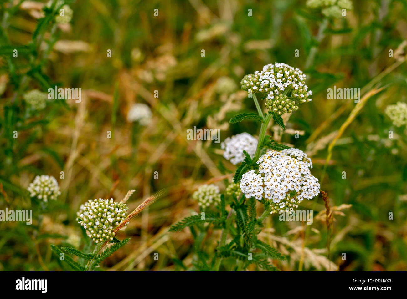 L'Achillea millefolium achillée commune, poussant dans le Dorset, UK Banque D'Images