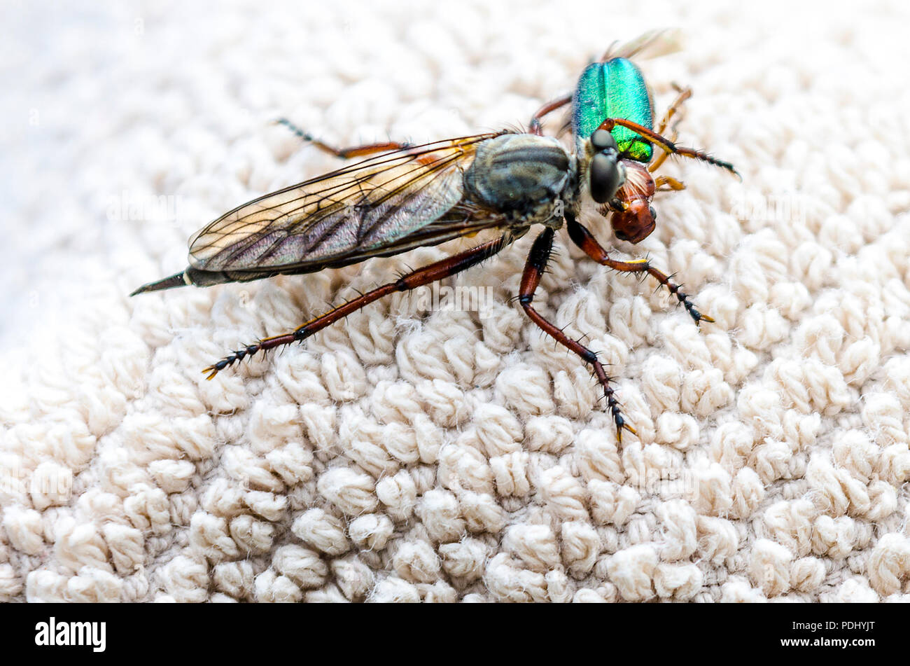 Un voleur voler (Asilidae) avec les proies est de la Sierra Nevada comté de Lassen California USA Banque D'Images