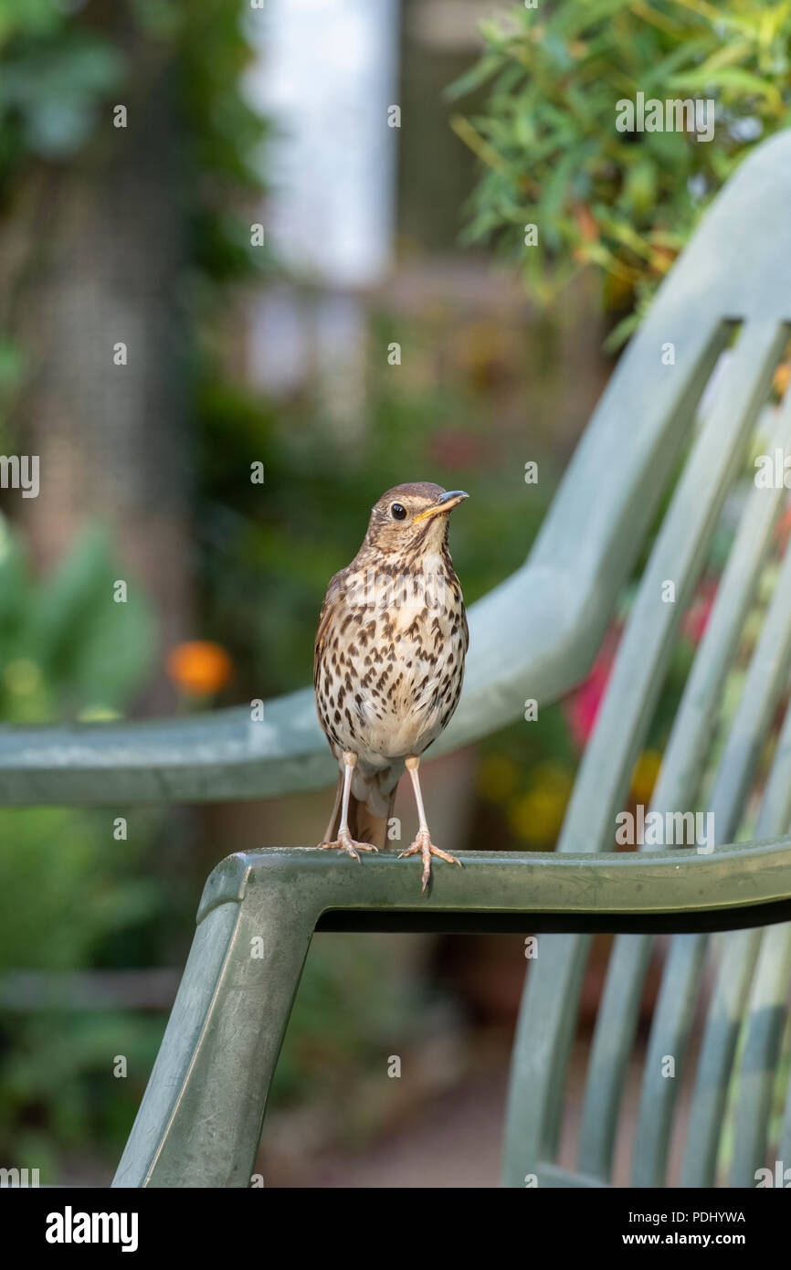 Turdus philomelos. Grive musicienne sur une chaise de jardin en plastique dans un jardin anglais. UK Banque D'Images