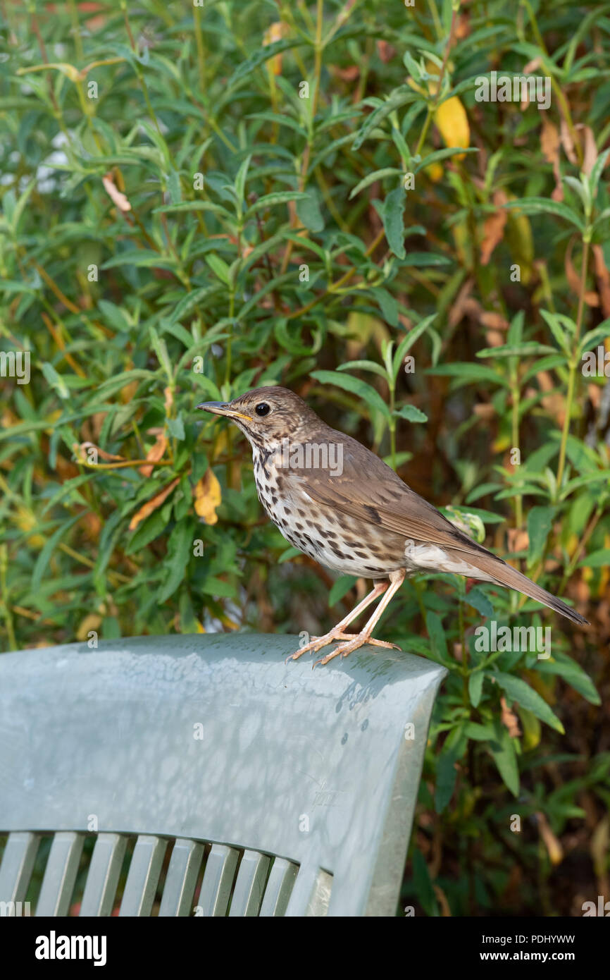 Turdus philomelos. Grive musicienne sur une chaise de jardin en plastique dans un jardin anglais. UK Banque D'Images