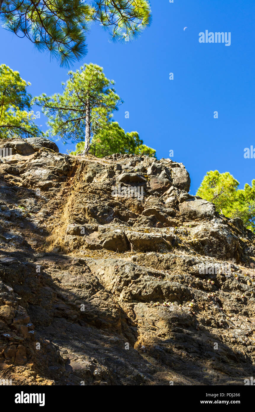 Secteur de pins sur les grands rochers sur La Palma avec la lune dans le ciel bleu, îles Canaries, Espagne Banque D'Images