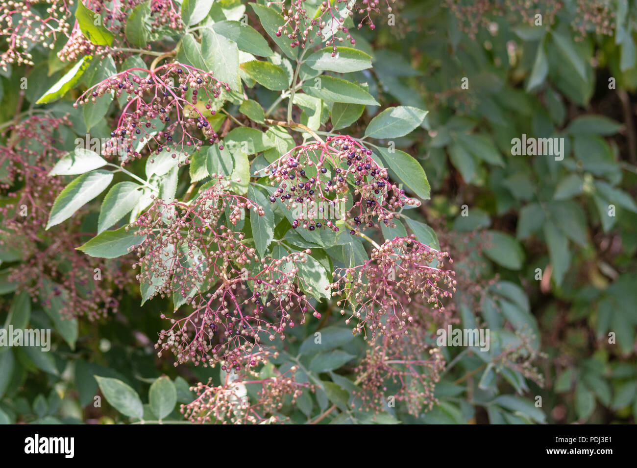Des grappes de sureau et de mûrissement non mûres sur un fond de feuilles de sureau Banque D'Images
