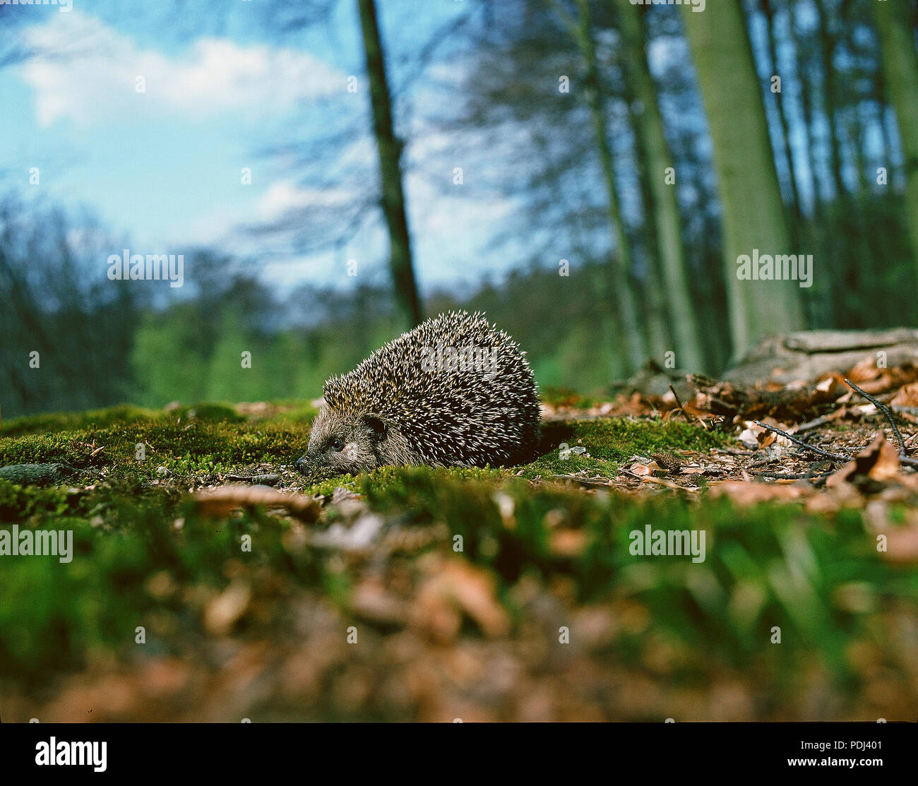 Hérisson d'Europe - Commun - Hérisson Erinaceus europaeus Banque D'Images