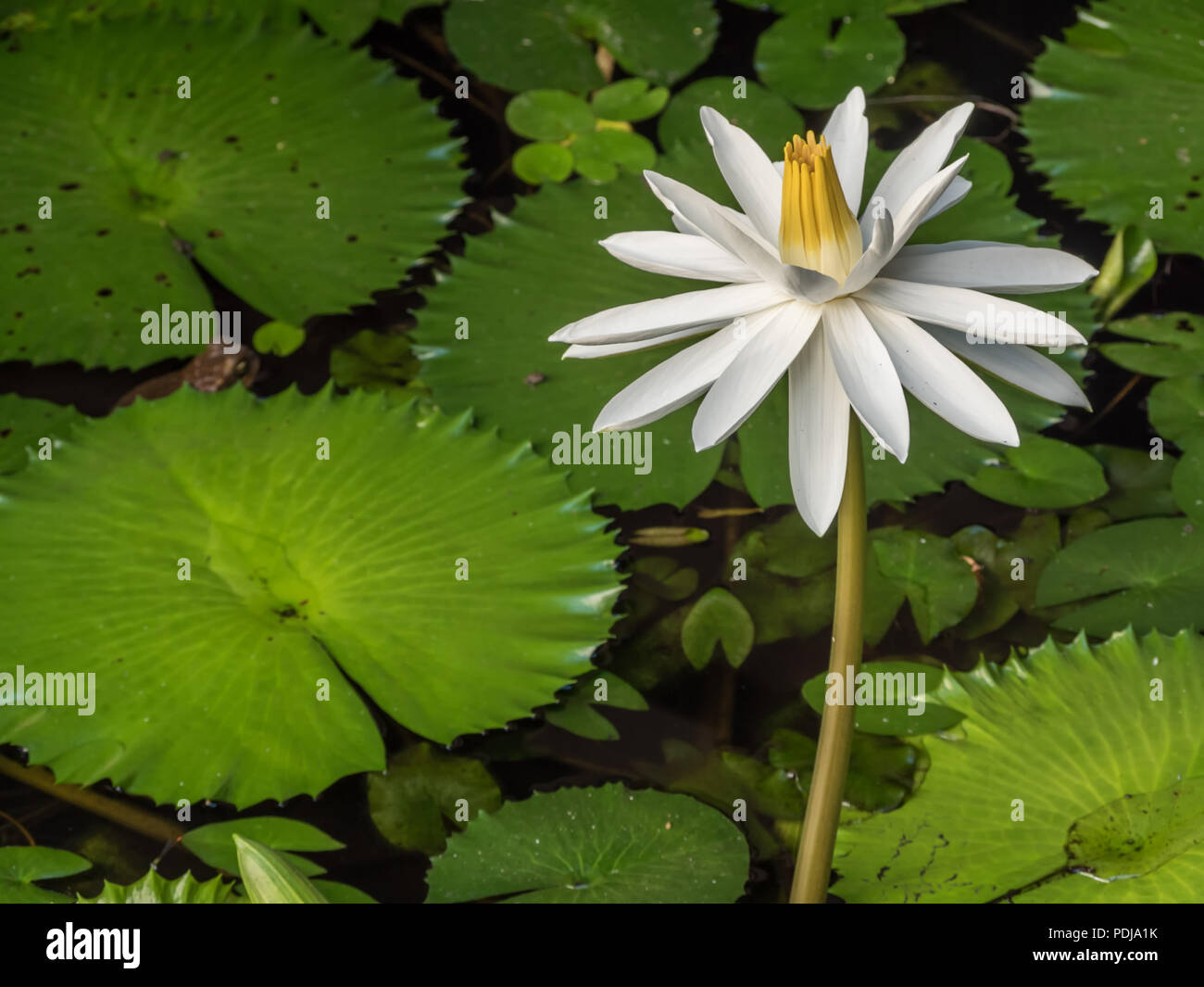 White Water Lily dans un étang avec une grenouille et nénuphar à Nadi, Fidji Banque D'Images