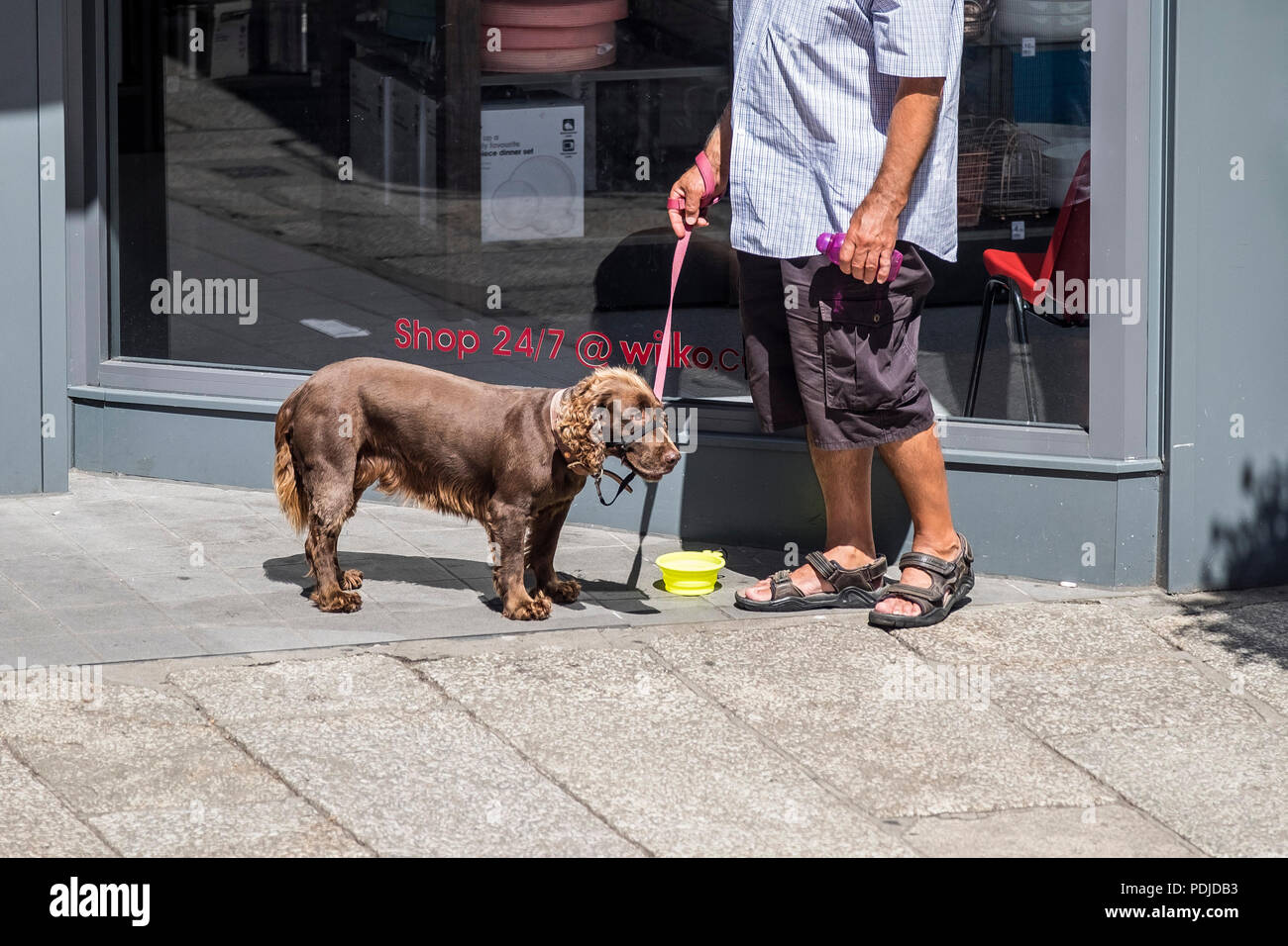 Un homme et son chien fatigué debout dans le soleil dans le centre-ville de Truro à Cornwall. Banque D'Images