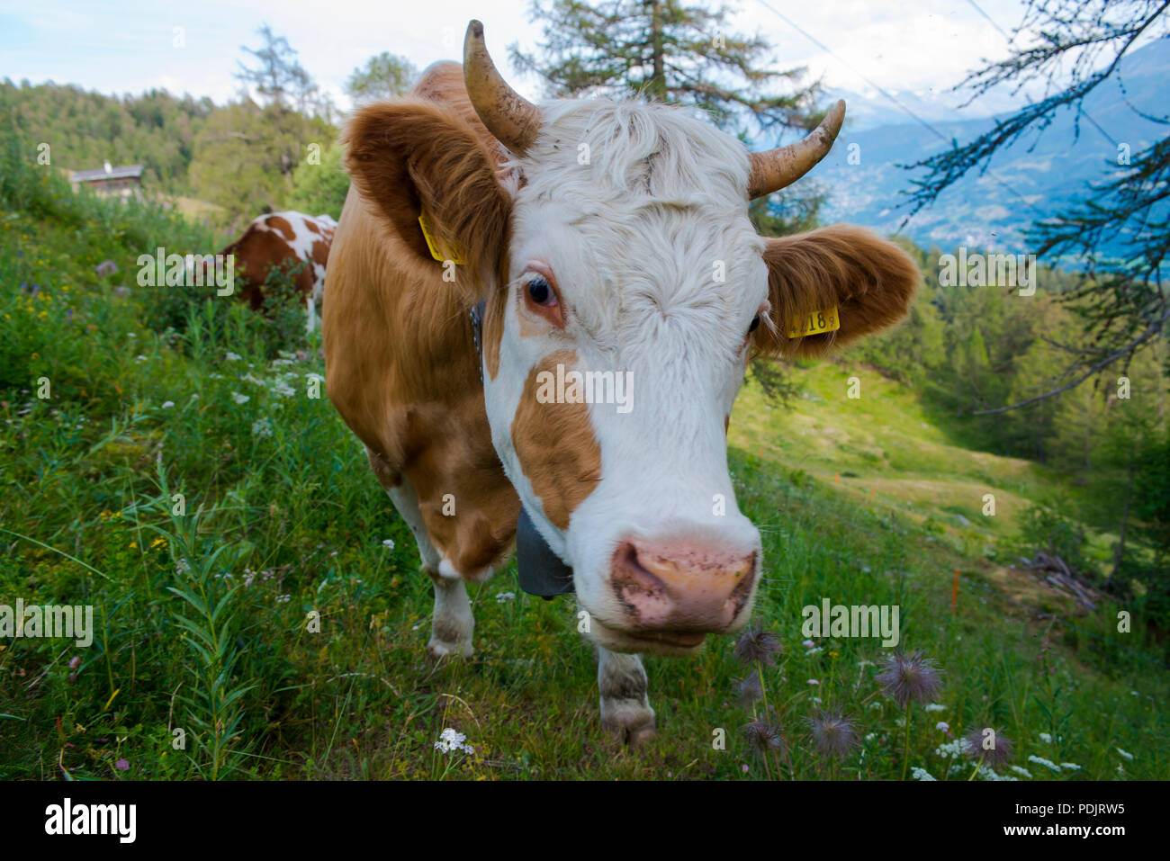 Lait de vache Suisse pâturage sur la montagne suisse. Banque D'Images