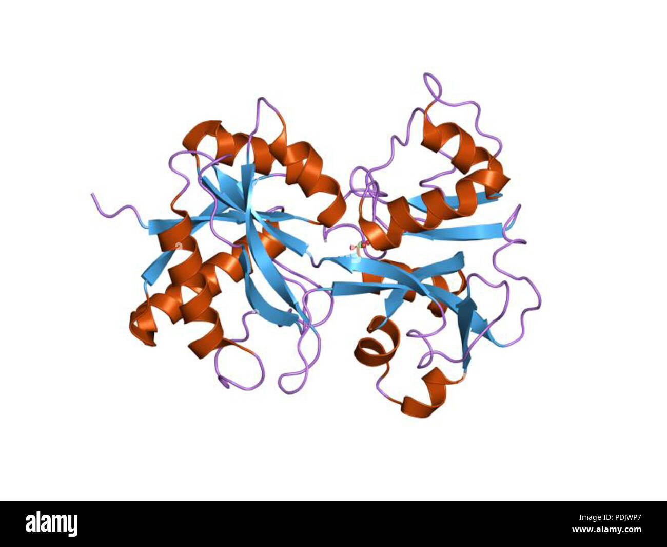 26 PDB 1EBI DSN Banque D'Images
