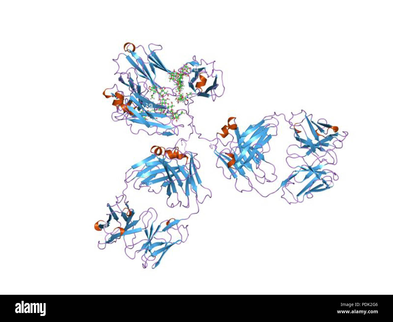 54 PDB 1EBI 1957-1958 Banque D'Images