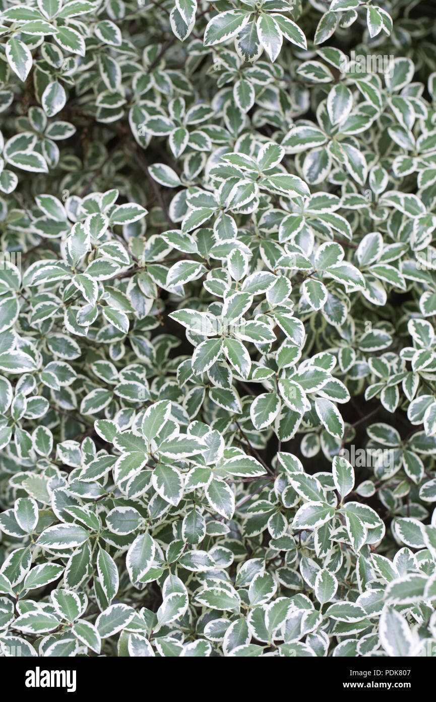 Variegated Pittosporum Photos Variegated Pittosporum Images Alamy
