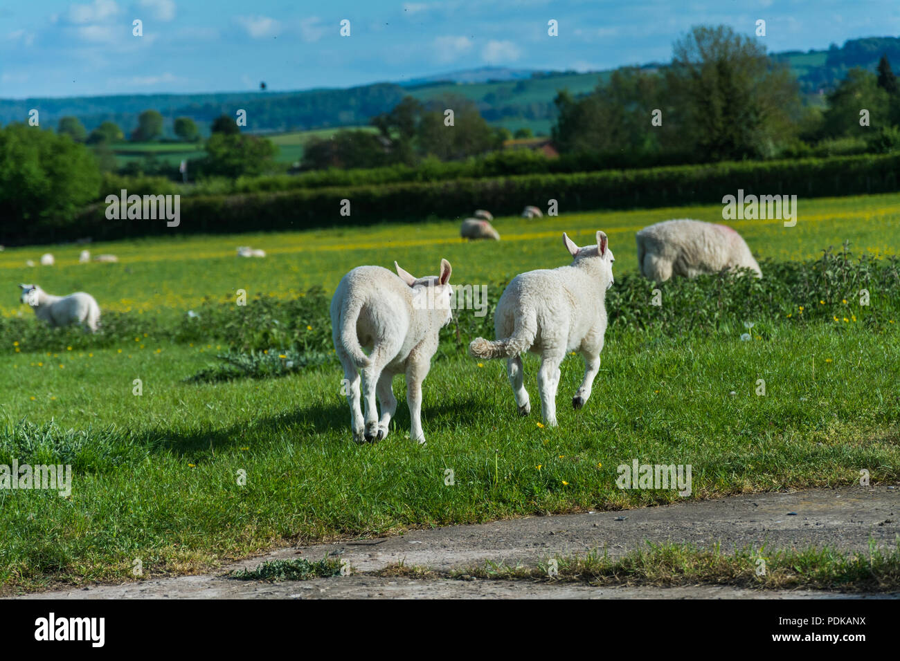 Jouer les agneaux dans un pré sur une journée ensoleillée. Wroxeter, Shropshire, au Royaume-Uni. Banque D'Images