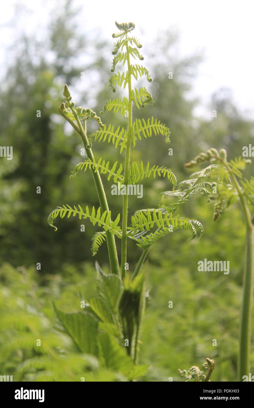 Frais vert fougères dans un bois britannique Banque D'Images