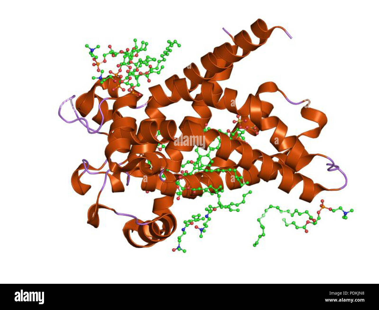 89 PDB 1EBI okc Banque D'Images