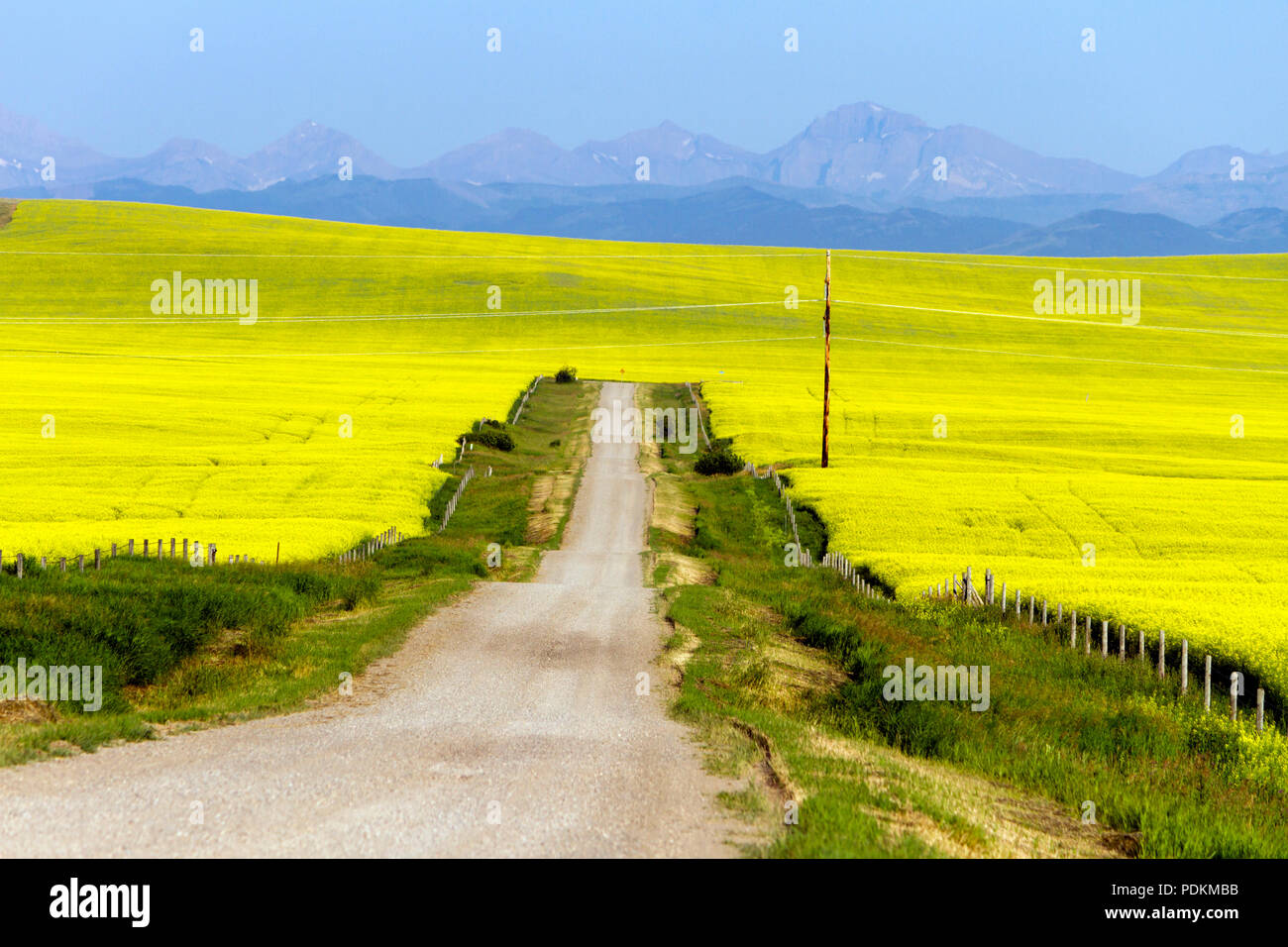 Un pays rural pittoresque paysage route jaune entourée d'un champ de canola en pleine floraison à Pincher Creek, Alberta, Canada. Banque D'Images