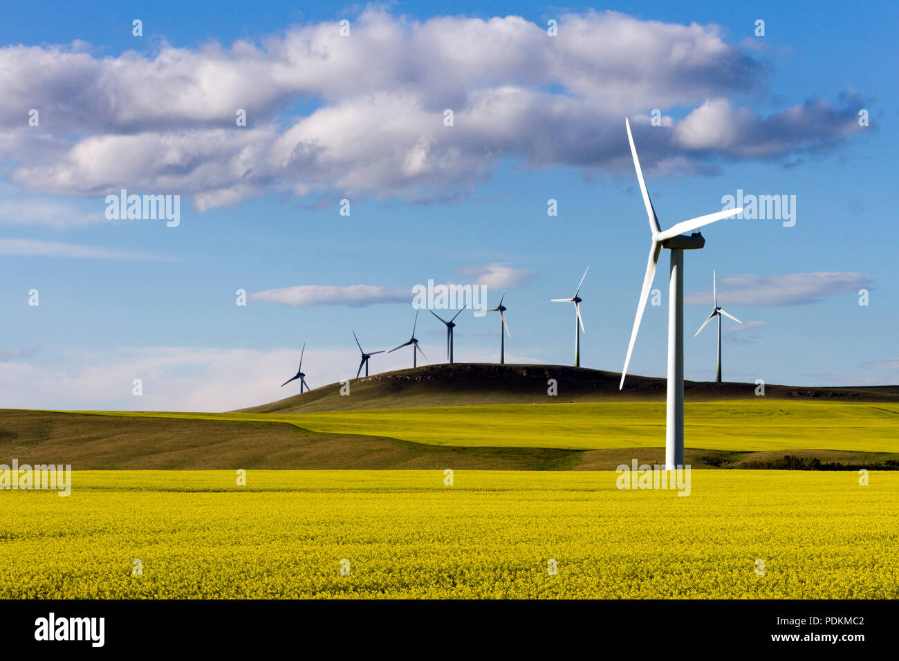 Production d'énergie éolienne dans la région de champ de canola près de Pincher Creek, en Alberta, Canada. Banque D'Images