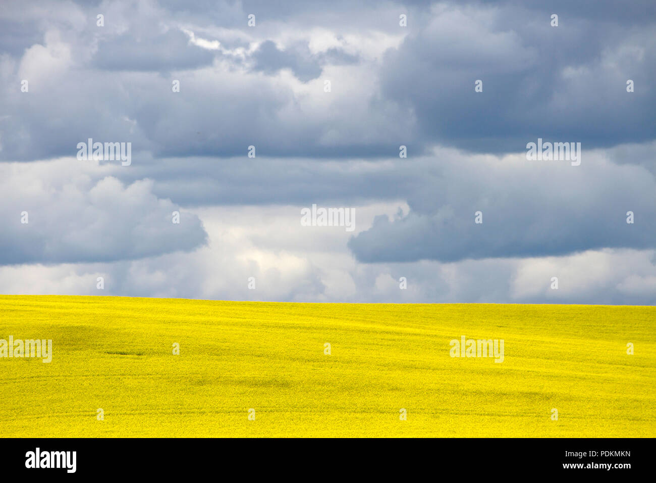 Champ de colza en fleur jaune avec ciel dramatique nuages dans la prairie canadienne près de Pincher Creek, en Alberta, Canada. Banque D'Images