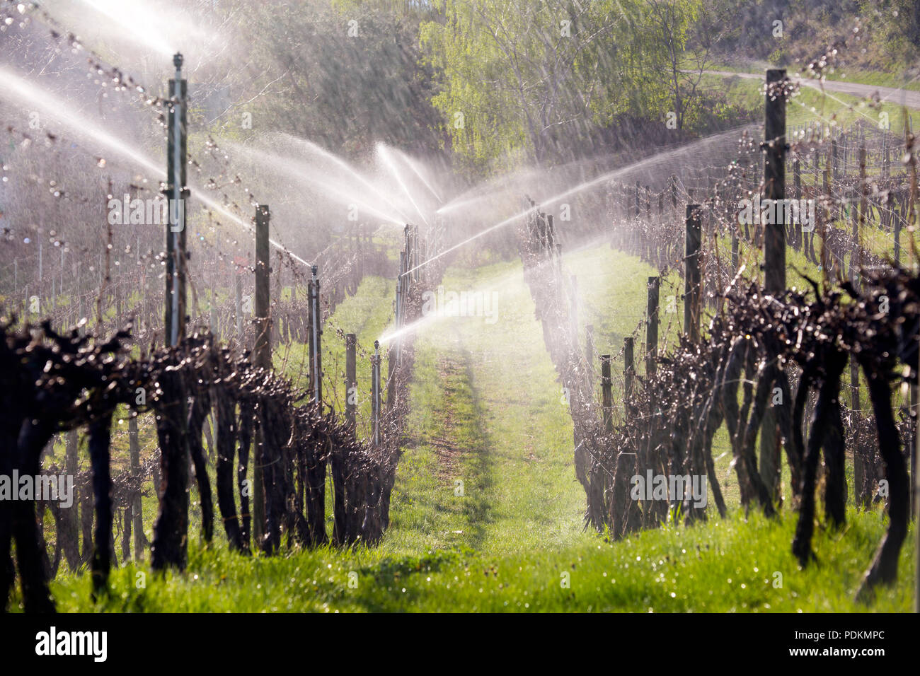 L'irrigation de l'eau de pulvérisation sprinkleur brouillard d'eau en dormant sur les vignes le matin dans la vallée de l'Okanagan, Colombie-Britannique, Canada. Banque D'Images
