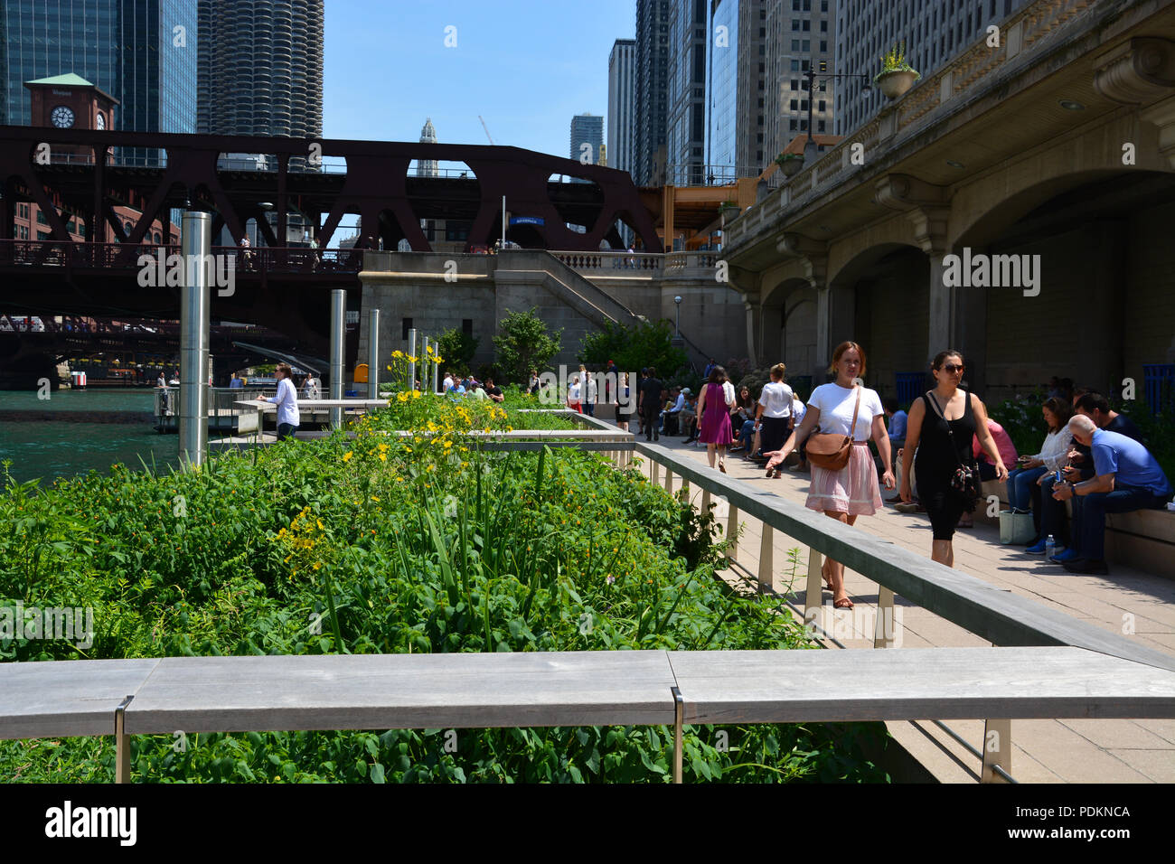 Piers permettent aux gens de sortir parmi les semis dans une section éducative de la Riverwalk Chicago connu sous le nom de jardins flottants ou jetée. Banque D'Images