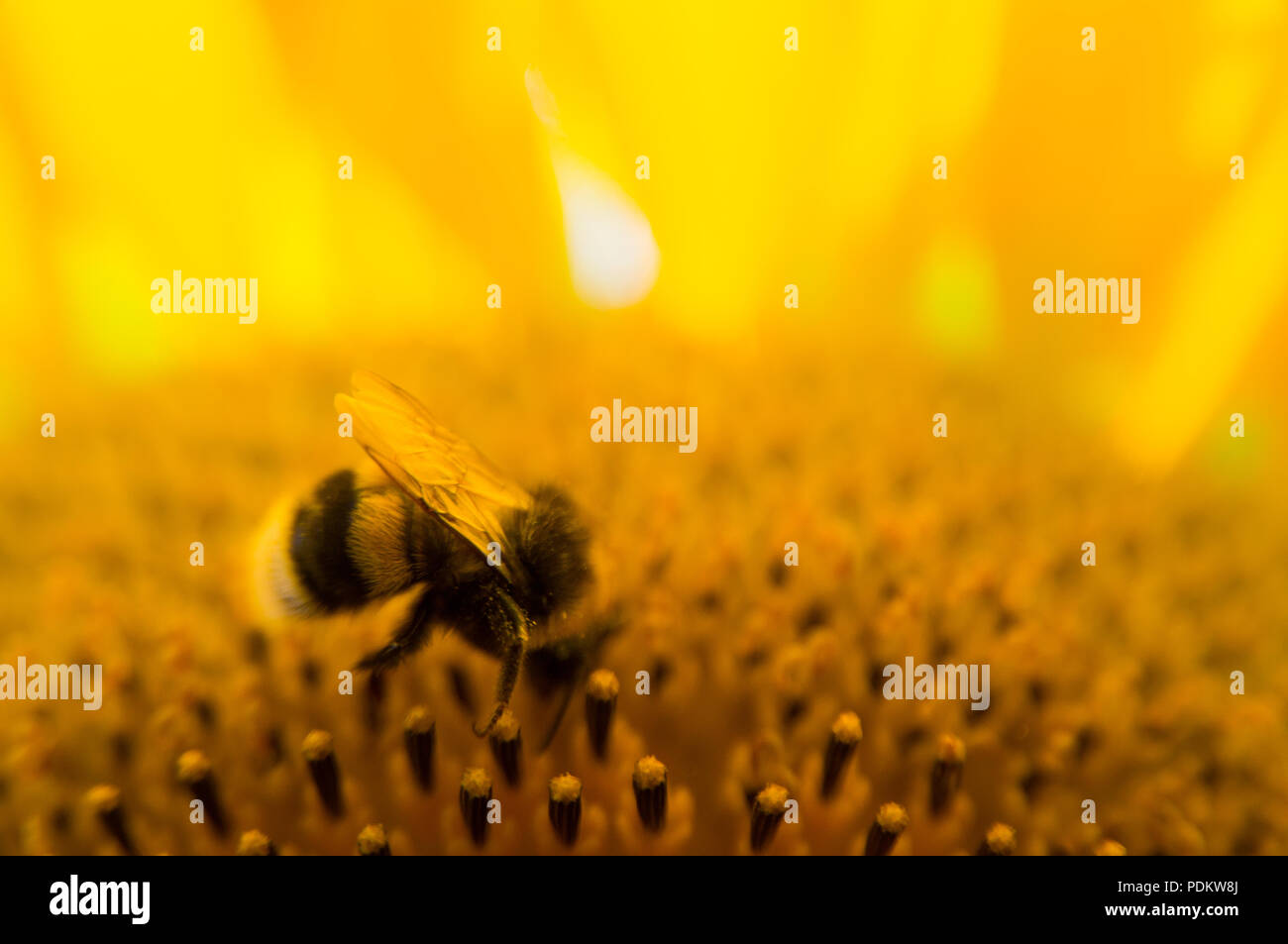 Abeille sur tournesol pour la collecte de miel Banque D'Images
