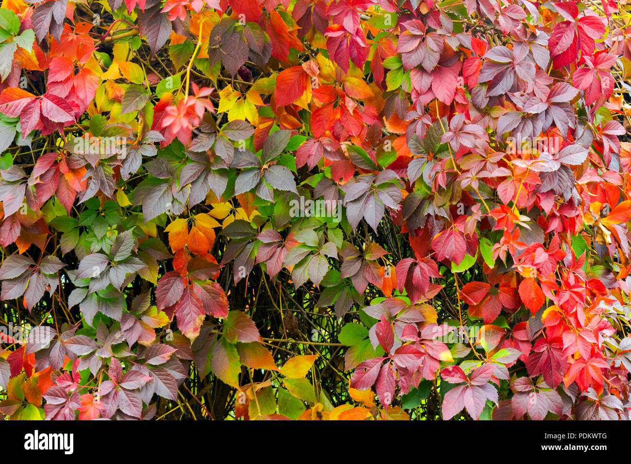 La texture colorée de lierre sur le mur. rouge et vert feuilles background Banque D'Images