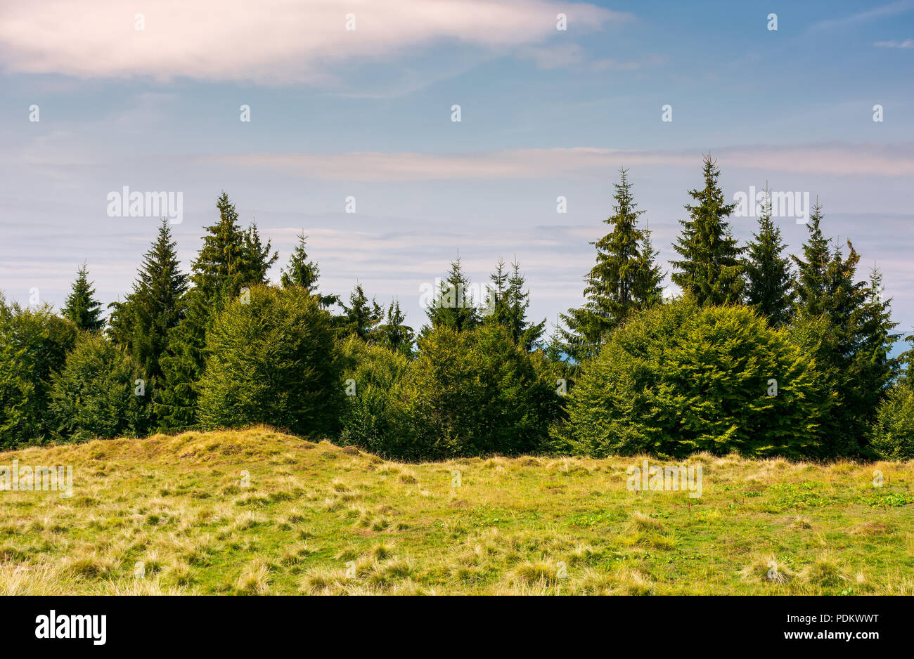 Des arbustes et des sapins sur le bord d'un pré herbeux. belle nature paysages de beau temps Banque D'Images