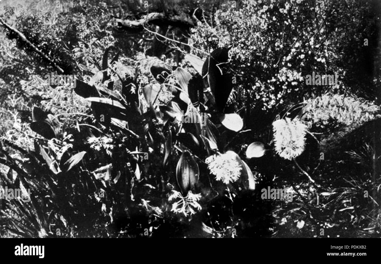 100 Archives de l'État du Queensland 1191 Orchidée dendrobium speciosum King National Park c 1930 Banque D'Images