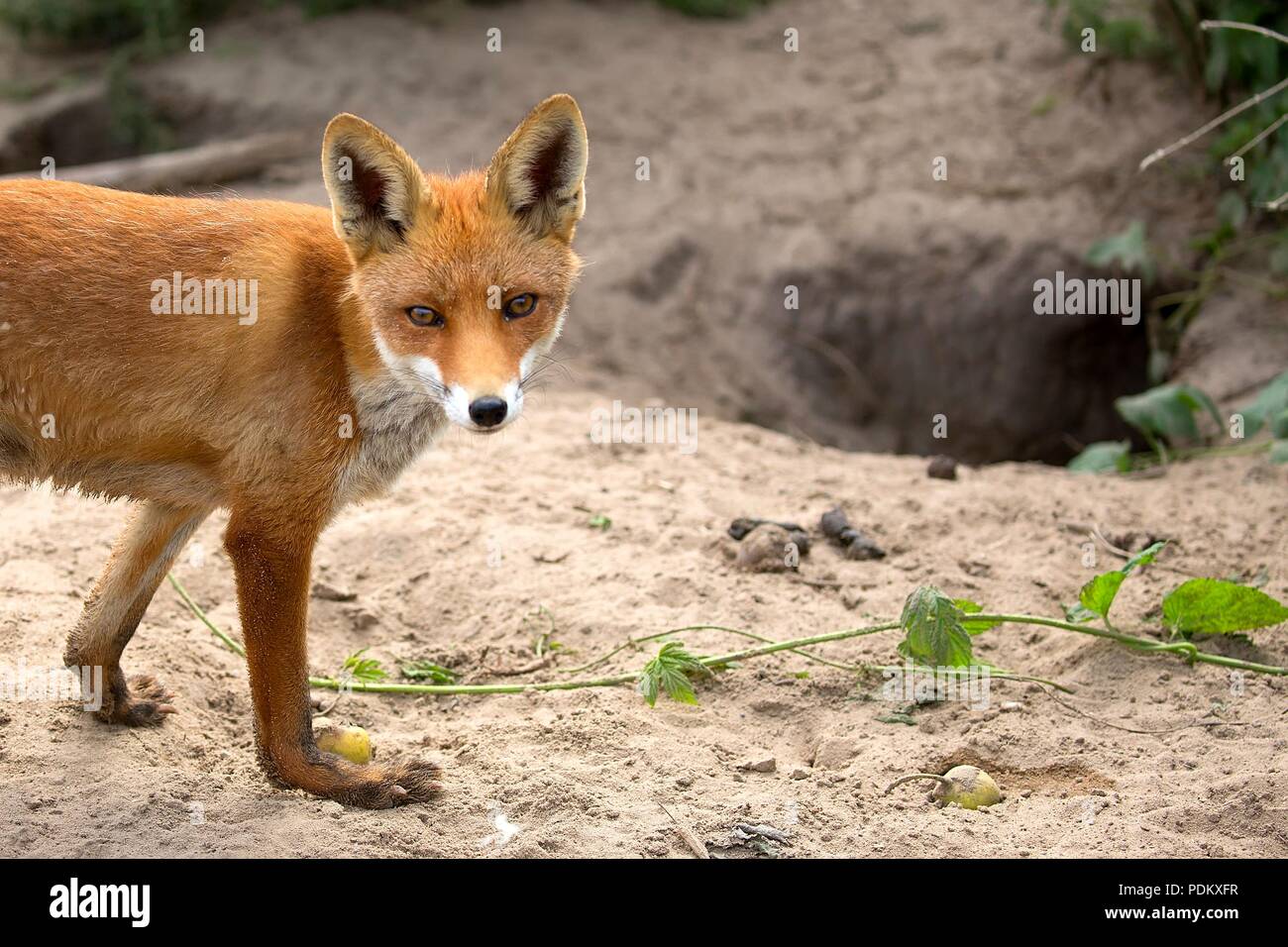 Fox dans une clairière, un portrait Banque D'Images