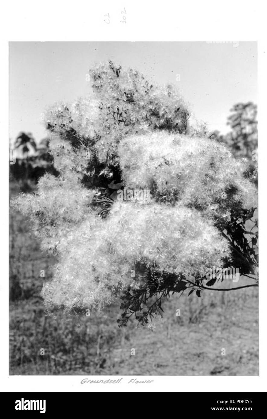 116 Archives de l'État du Queensland en 4500 c 1950 Séneçon fleur Banque D'Images