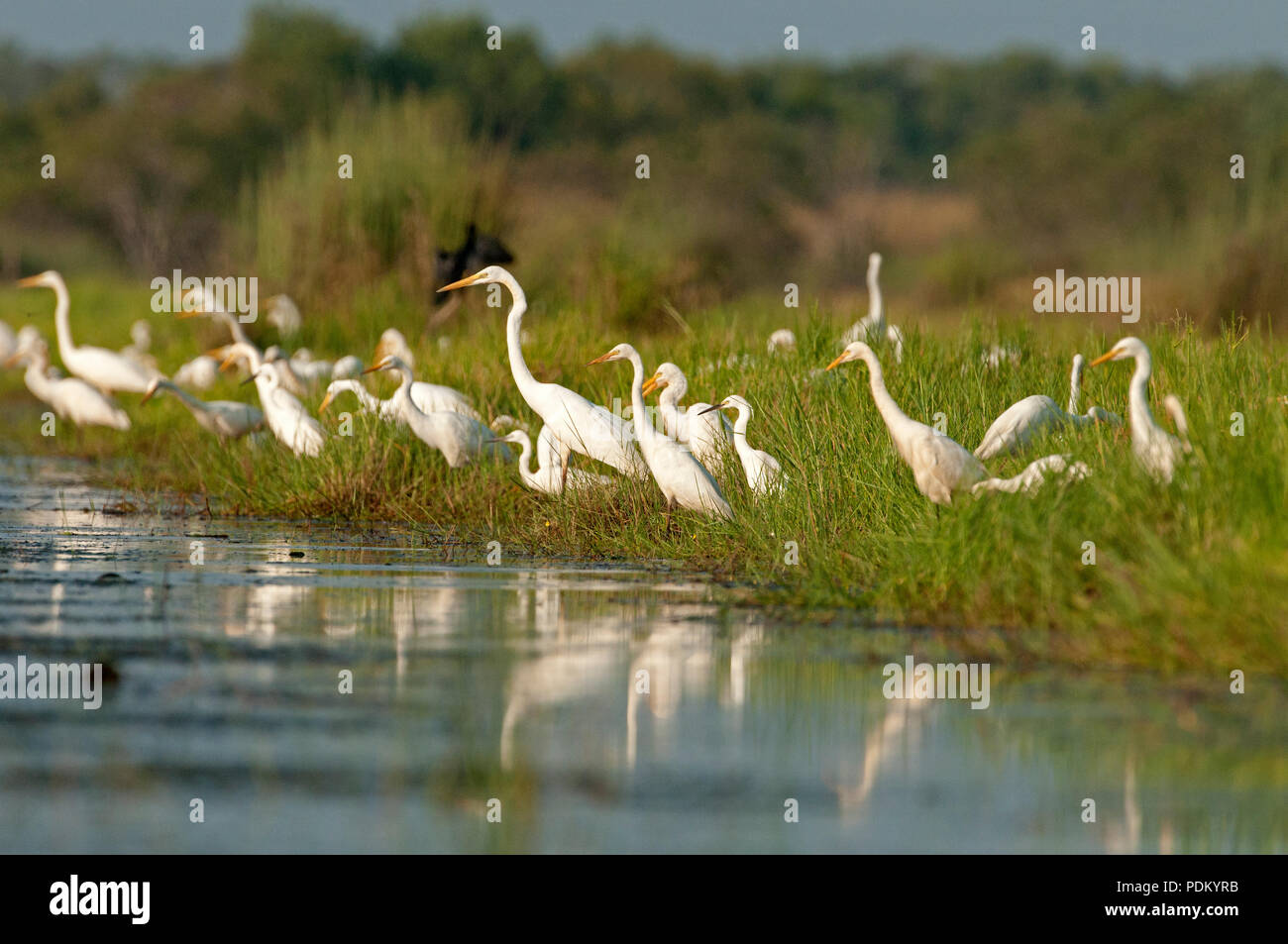 Aigrette intermédiaire (Mesophoyx intermedia) - l'aigrette garzette (Egretta garzetta) - Grande aigrette (Ardea alba) - tôt le matin - Conte noi - Thailande Héron int Banque D'Images