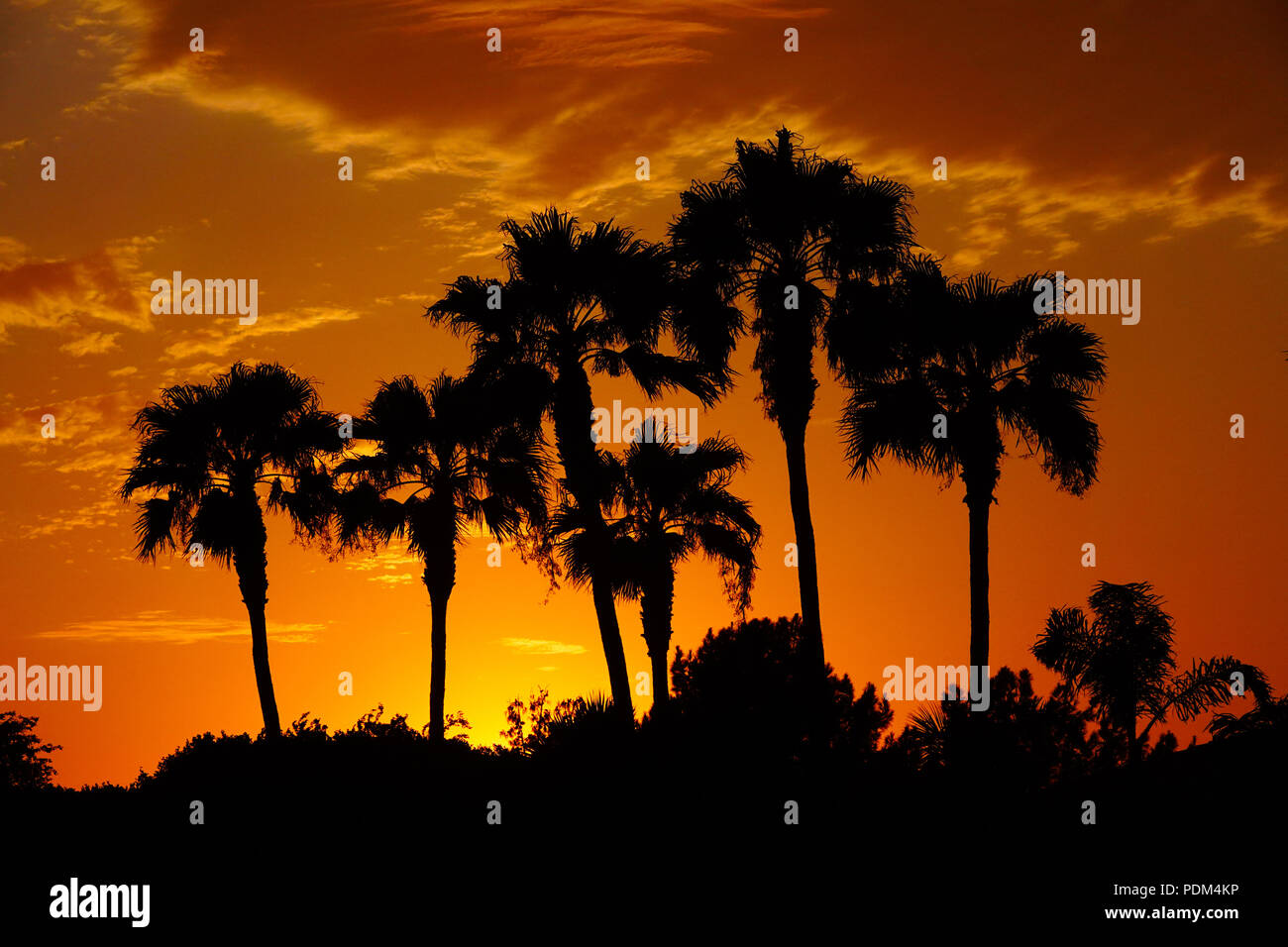 Une vue d'une silhouette de palmiers à Phoenix, Arizona pendant le coucher du soleil Banque D'Images