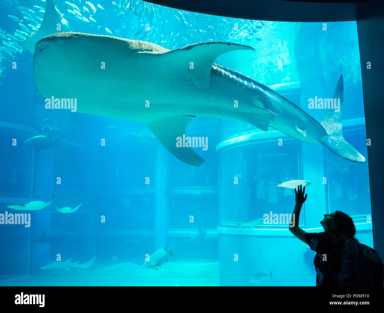 Les vagues d'une femme à un requin-baleine (Rhincodon typus) à l'océan Pacifique à l'exposition de l'Aquarium d'Osaka Kaiyukan à Osaka, Japon. Banque D'Images