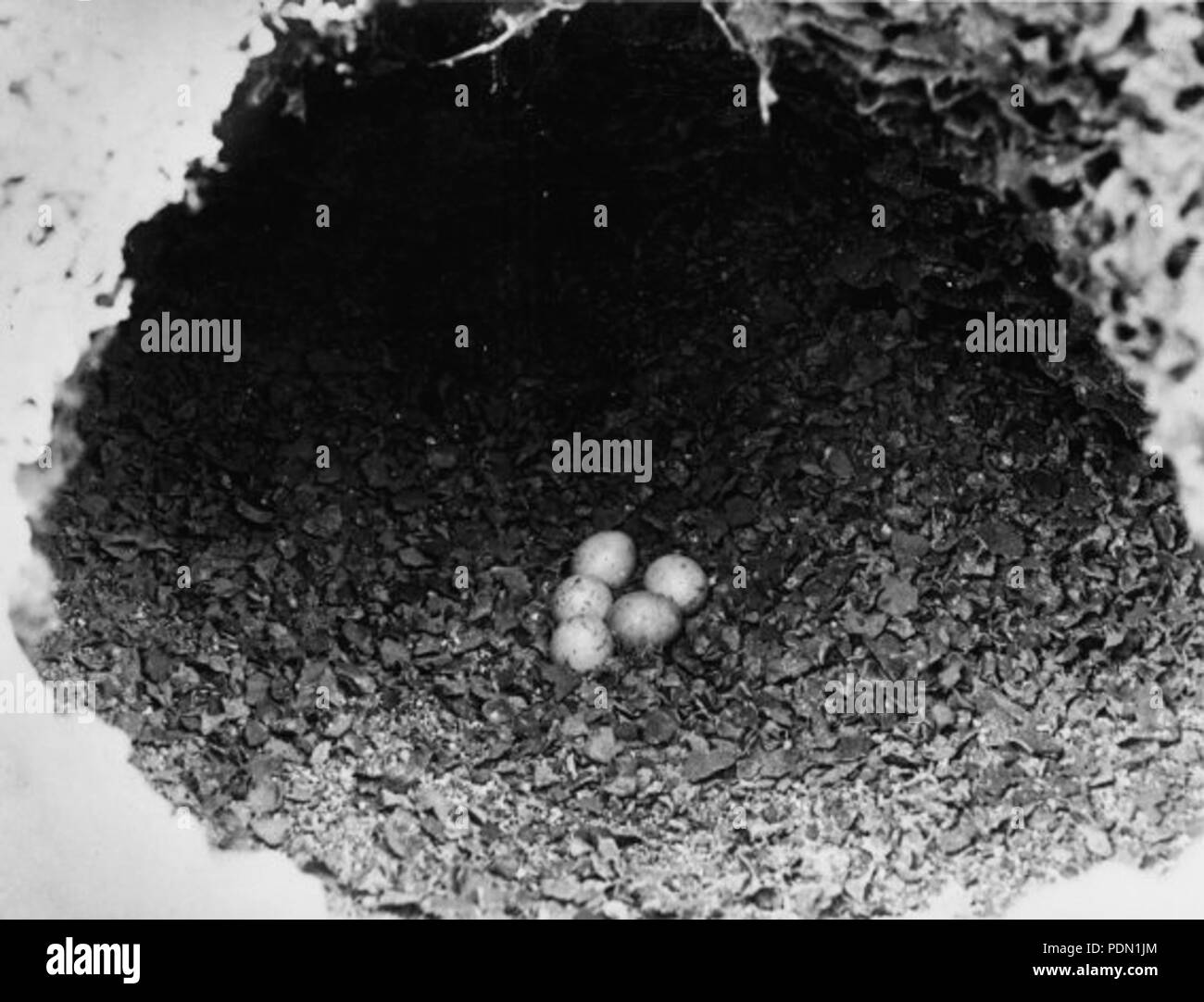 99 Psephotus pulcherrimus nest Banque D'Images