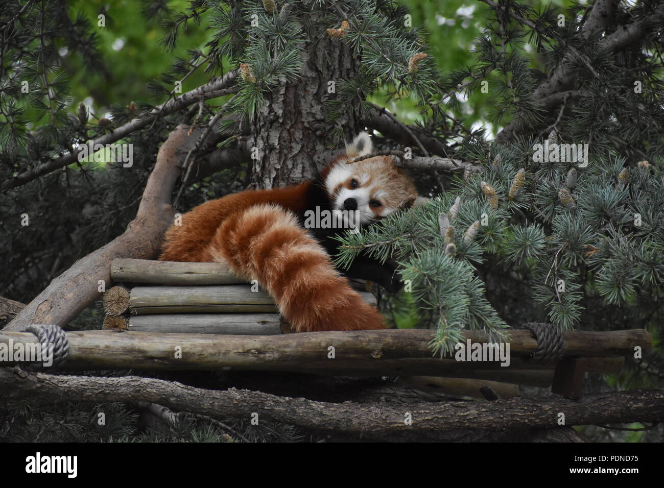 Le panda rouge se détendre dans un arbre à l'Sedgwick County Zoo à Wichita, KS Banque D'Images