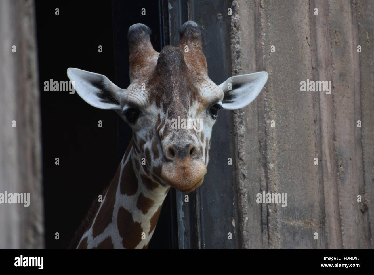 Girafe de la tête et les oreilles qui sortent de l'enceinte intérieure Banque D'Images