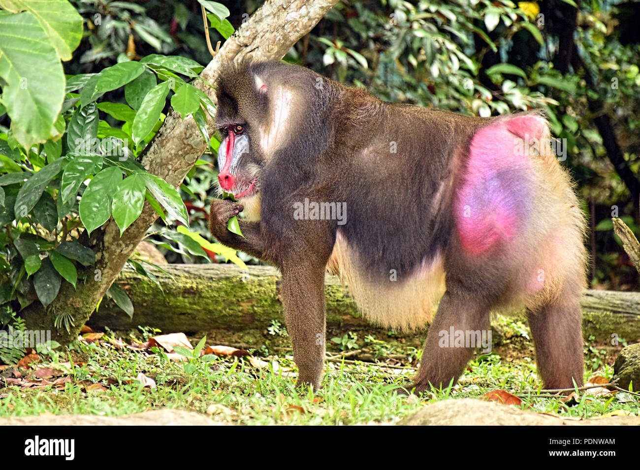 Singes Mandrill (Singapour). Le mandrill (Mandrillus sphinx) est un primate de la famille des Thraupidae (singe).[4] C'est une des deux espèces Banque D'Images