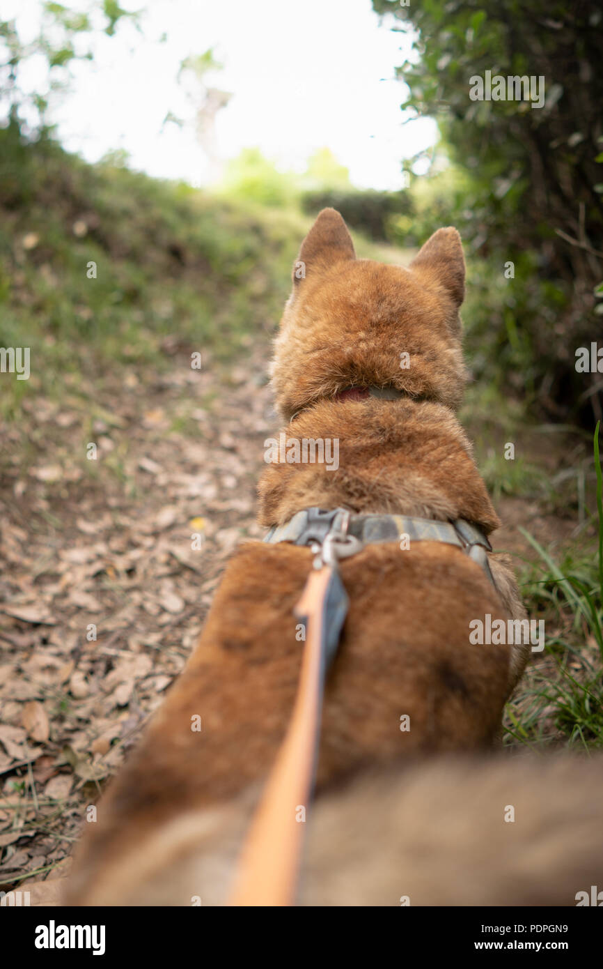 Faites une promenade avec chien Shiba Inu Banque D'Images