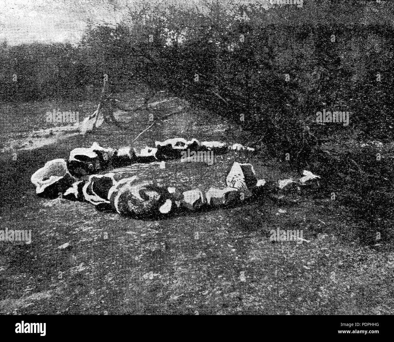 43 Pierre Eneabba Arrangement - ring Banque D'Images