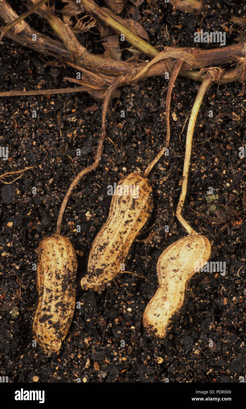 GROS PLAN DES GOUSSES D'ARACHIDES DE VIRGINIE (ARACHIS HYPOGAEA) POUSSANT DANS LE SOL. FABACEAE. AUSSI CONNU SOUS LE NOM DE NOIX DE SINGE, ARACHIDES OU GOOBERS. Banque D'Images