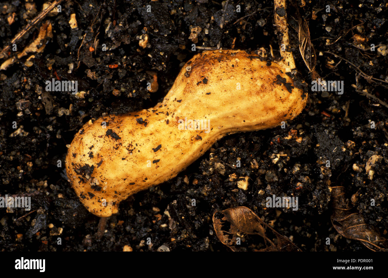 'VIRGINIA d'arachide (Arachis hypogaea) gousses DANS LE SOL. FABACEAE. Aussi connu sous le nom de noix, arachides ou SINGE GOOBERS. Banque D'Images