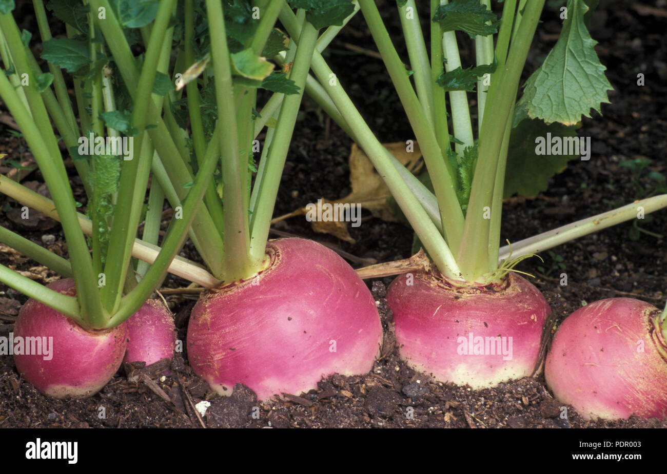 brassica-rapa-rapifera-banque-de-photographies-et-d-images-haute