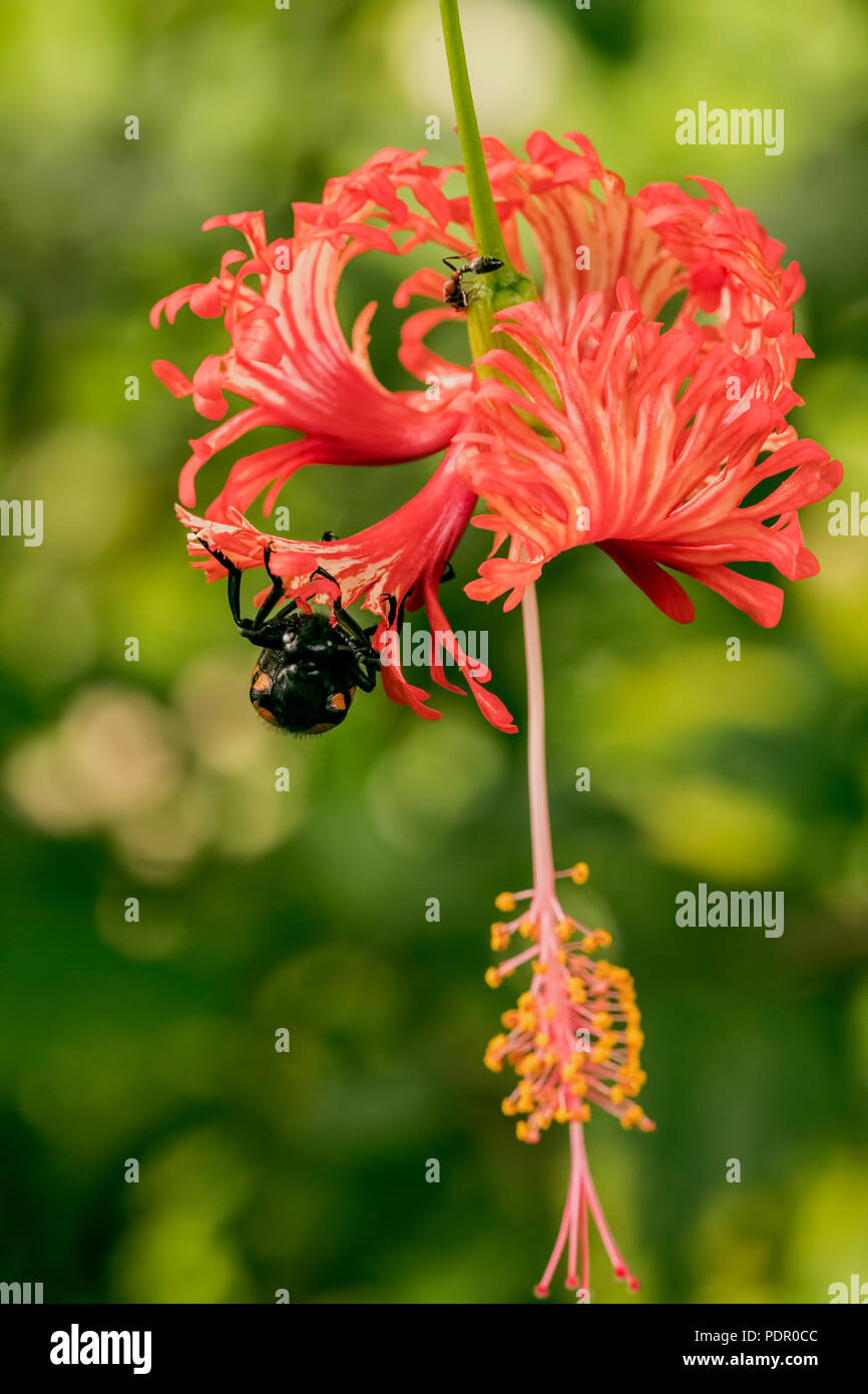 Fleur d'Hibiscus rouge,Flower Beetle,se nourrissant de pollen de fleur de sel,lake Park ,jardin,New Delhi, Inde. Banque D'Images