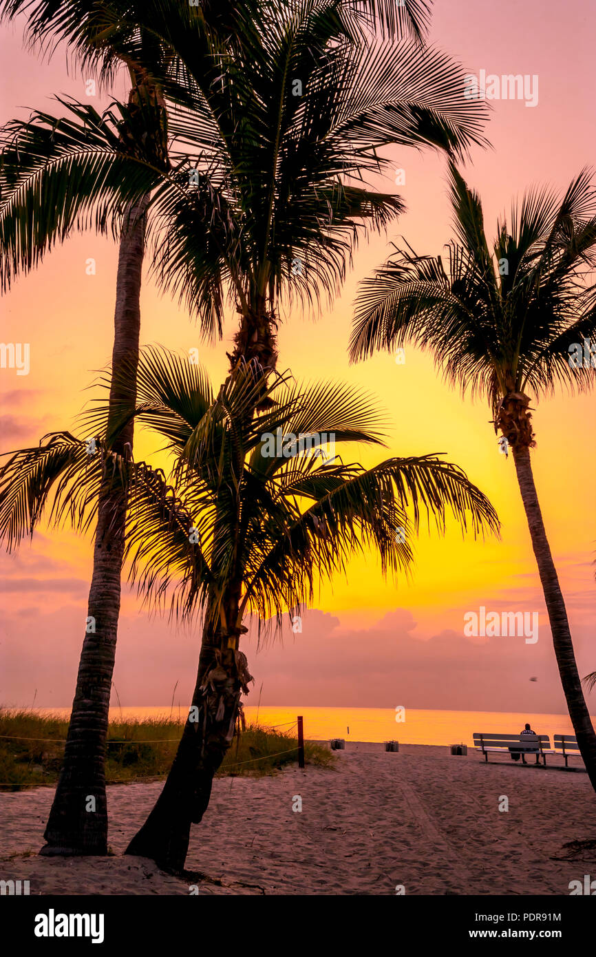 Pompano Beach matin sihouette palmiers fond orange jaune Banque D'Images