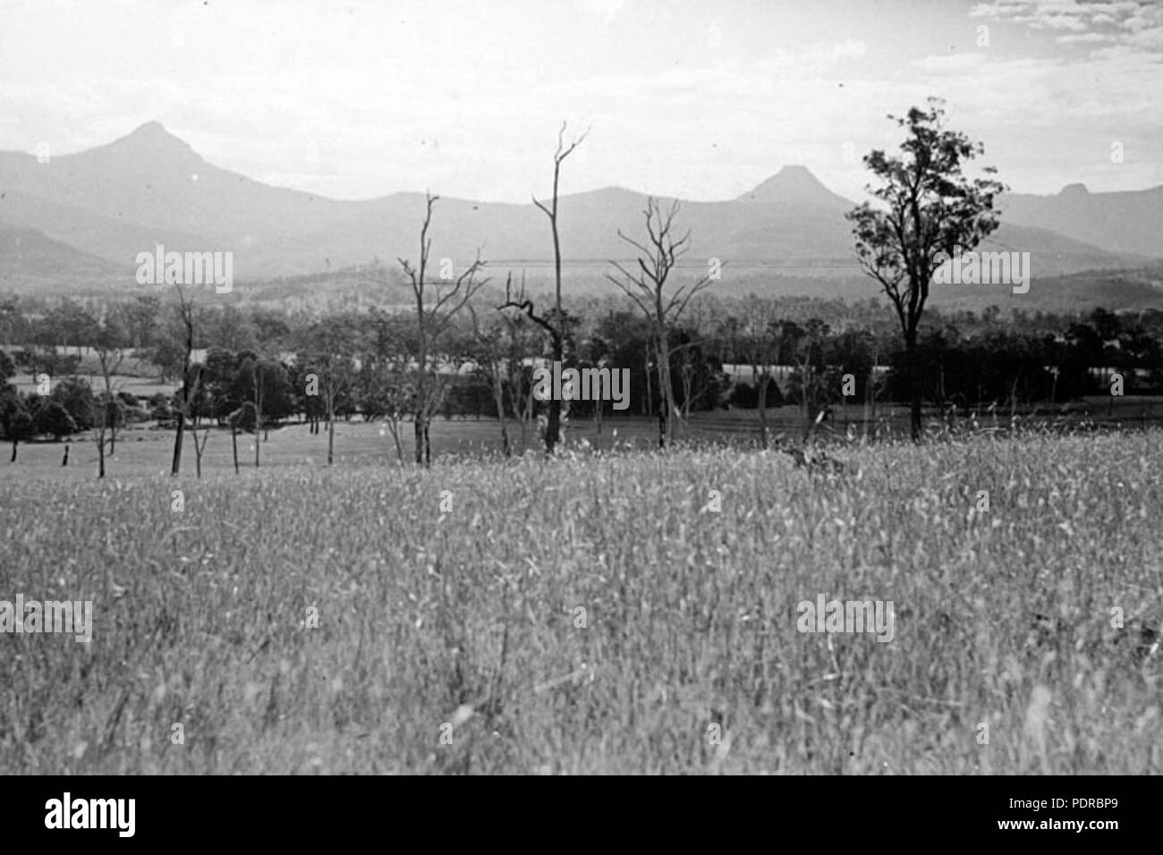 105 Archives de l'État du Queensland en Scène 2172 Mt Edwards Mars 1947 district Banque D'Images