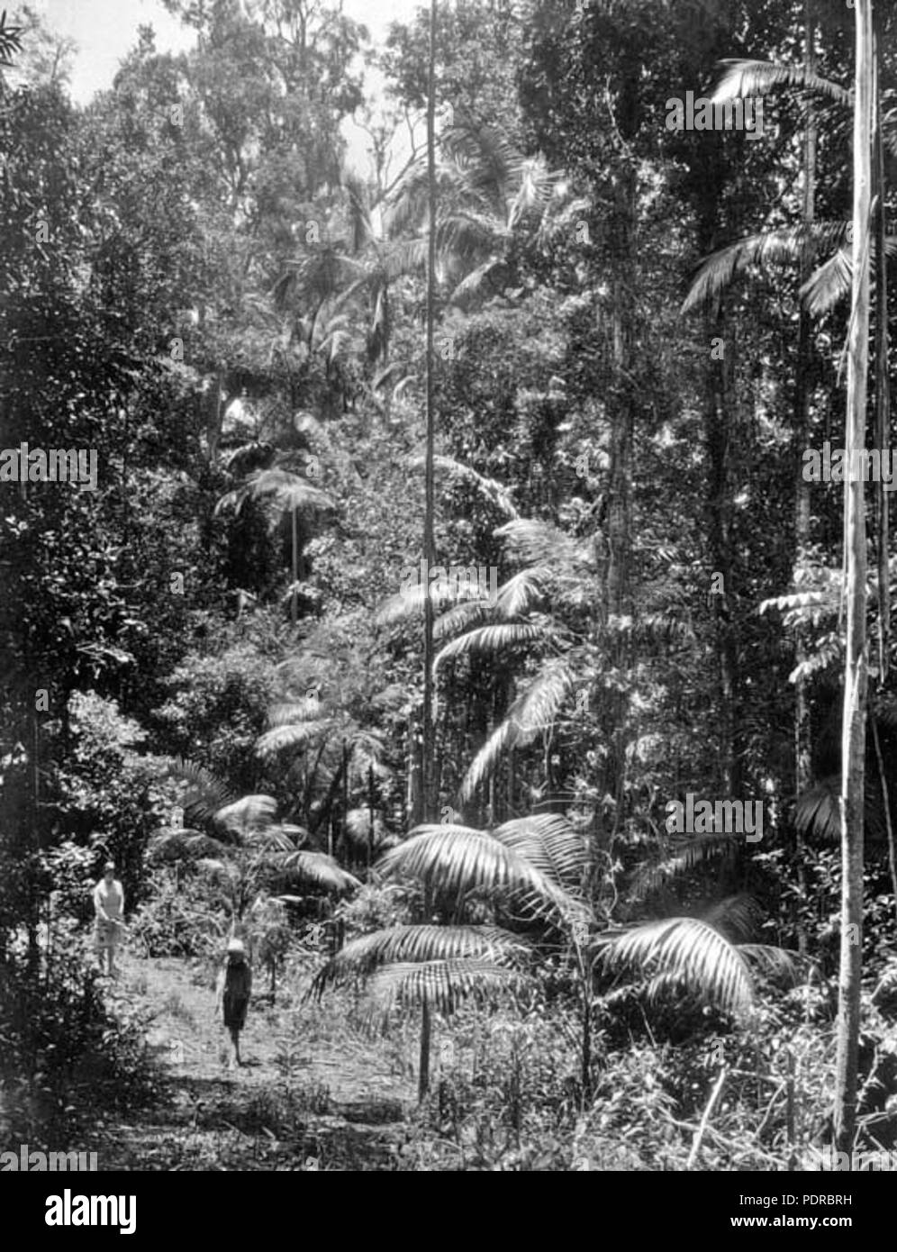 105 220 Archives de l'État du Queensland entre brousse et d'Eumundi Noosa Heads c 1931 Banque D'Images