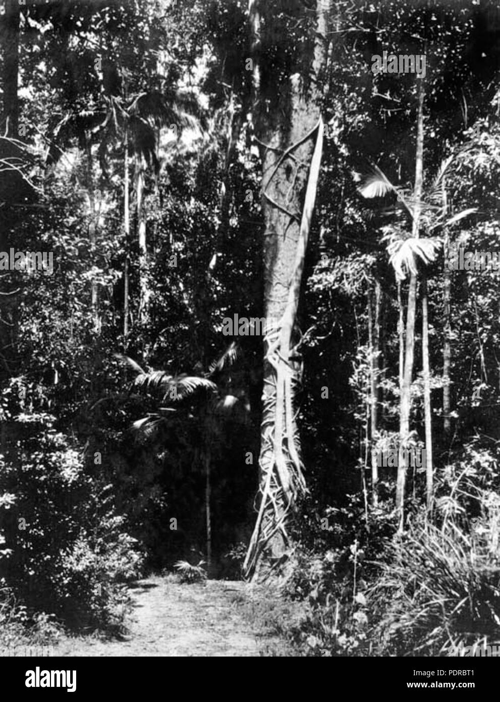Archives de l'État du Queensland 105 221 entre la brousse et d'Eumundi Noosa Heads c 1931 Banque D'Images